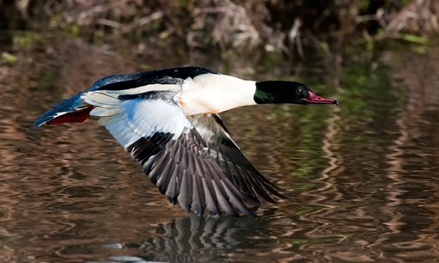 Goosander