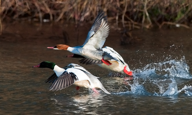 Goosander