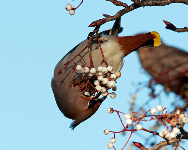 Waxwing