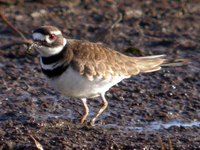 Killdeer