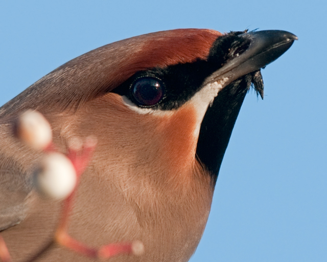 Waxwing
