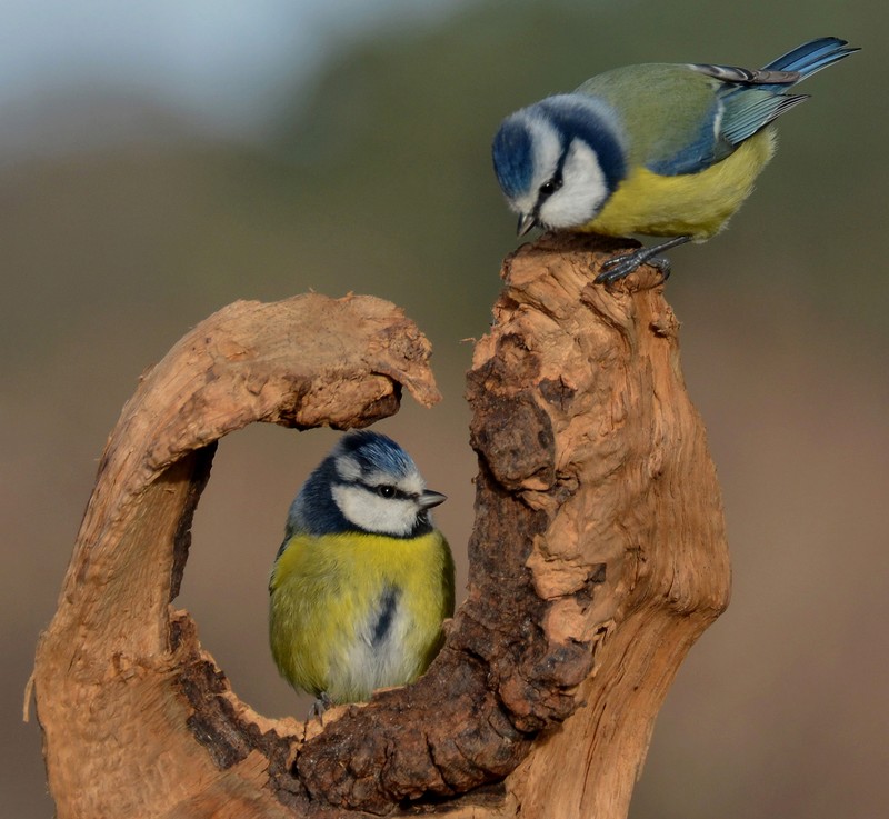 Blue Tit