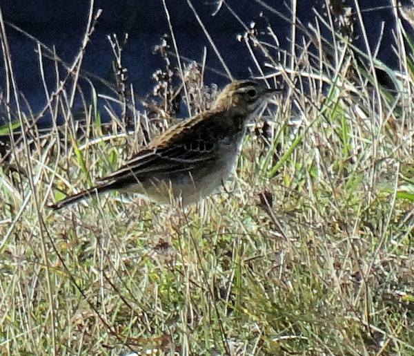 Richard's Pipit