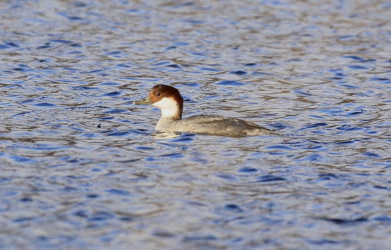 Smew