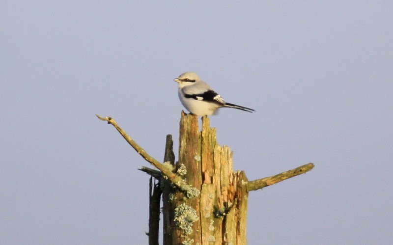 Great Grey Shrike