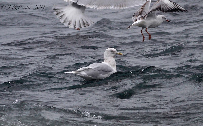 Iceland Gull