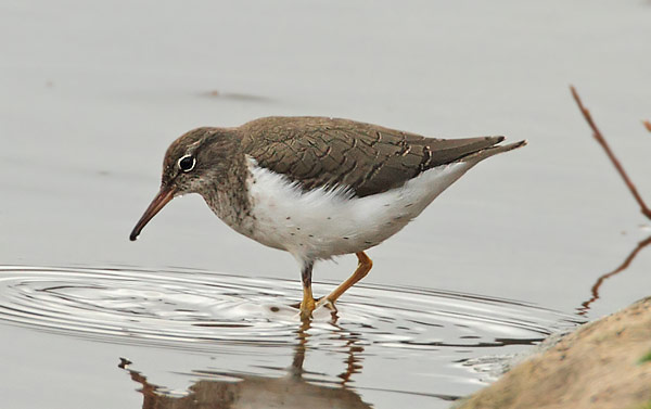 Spotted Sandpiper