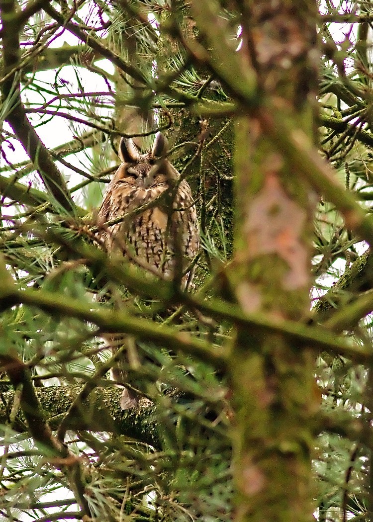 Long-eared Owl