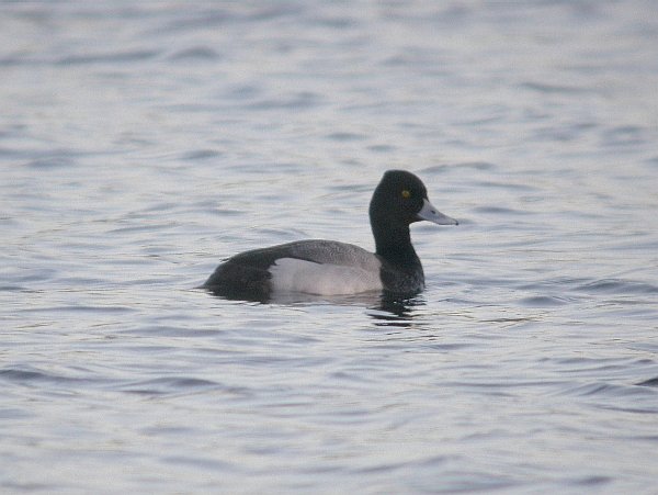 Lesser Scaup