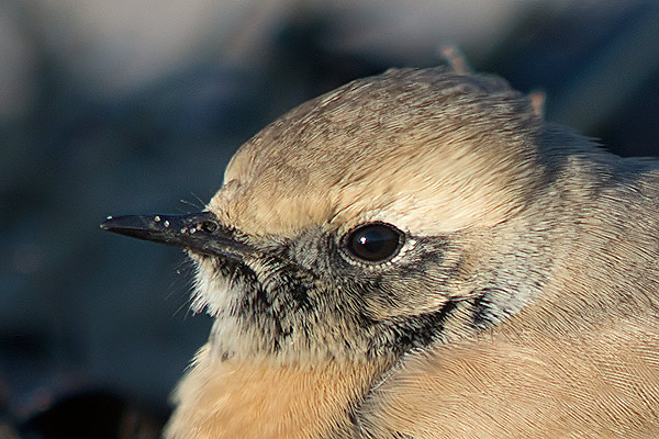 Desert Wheatear
