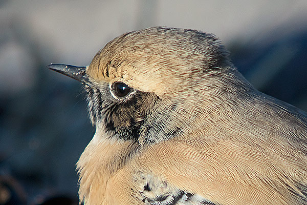 Desert Wheatear