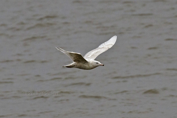 Glaucous Gull