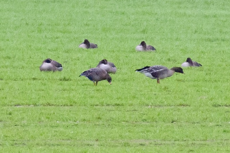 Tundra Bean Goose