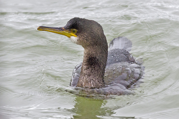 Shag