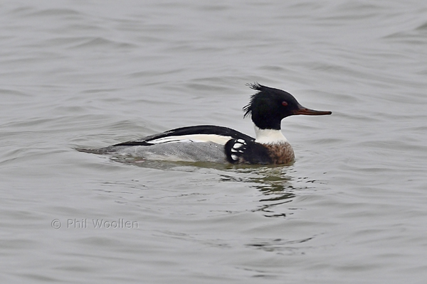 Red-breasted Merganser