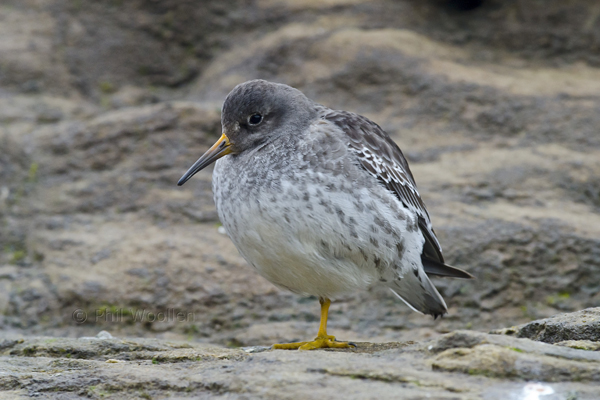 Purple Sandpiper