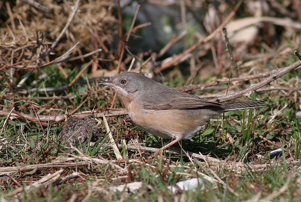 Western Subalpine Warbler