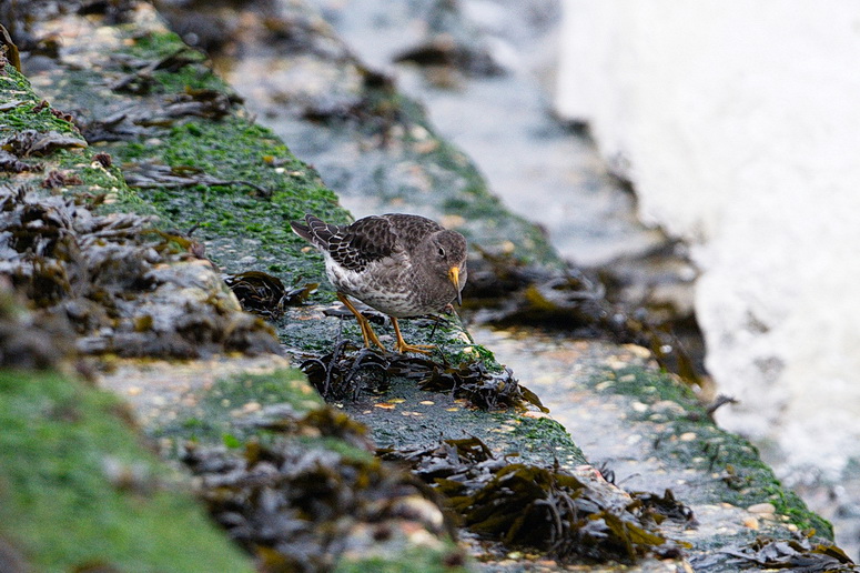 Purple Sandpiper
