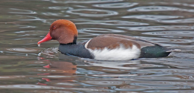 Red-crested Pochard