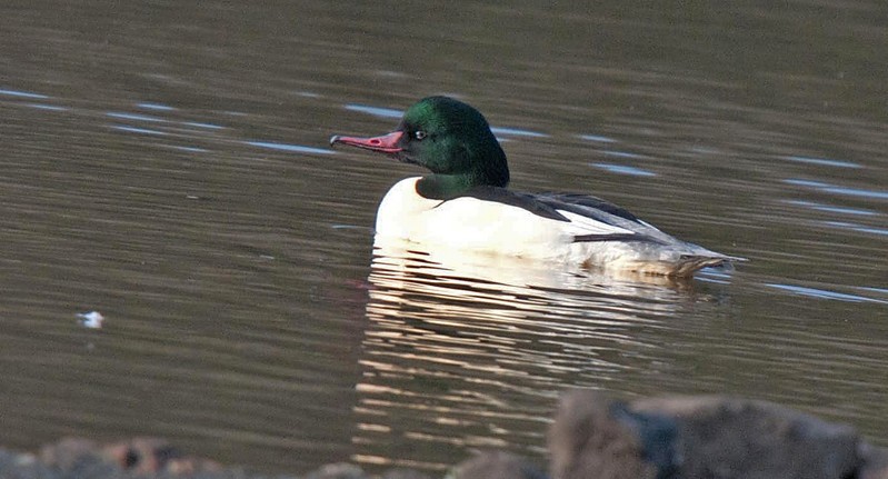 Goosander