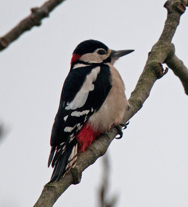 Great Spotted Woodpecker