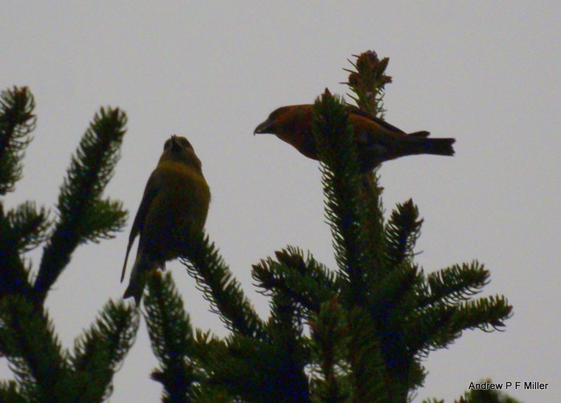 Common Crossbill