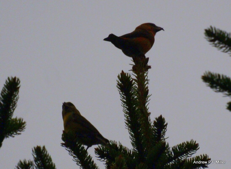 Common Crossbill