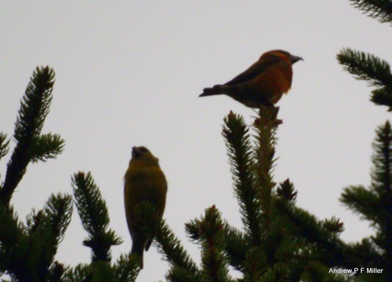 Common Crossbill