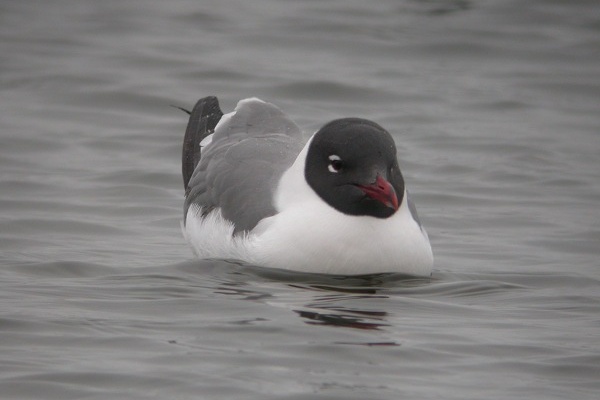 Laughing Gull