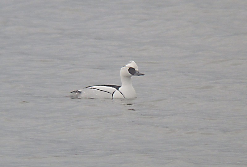 Smew