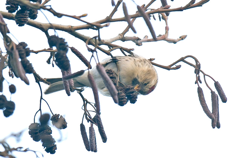 Coues's Arctic Redpoll