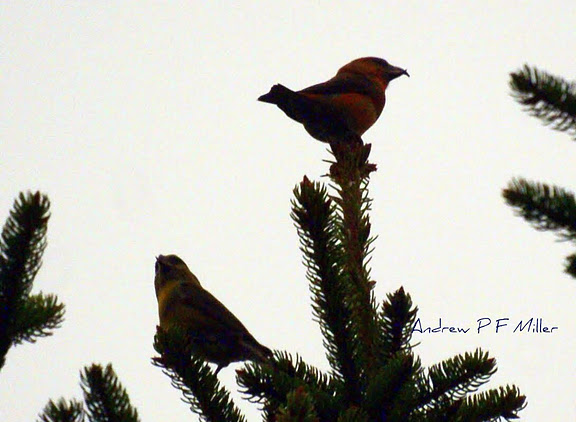Common Crossbill