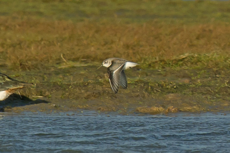 Western Sandpiper