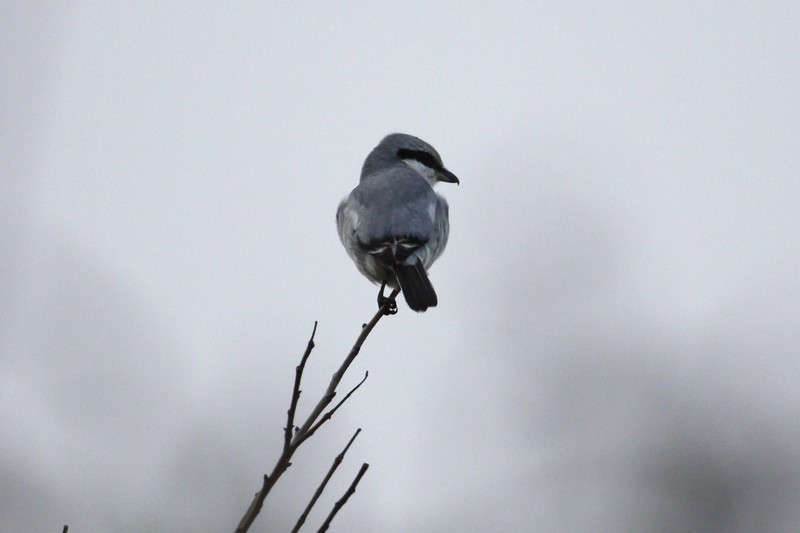 Great Grey Shrike
