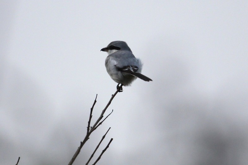 Great Grey Shrike