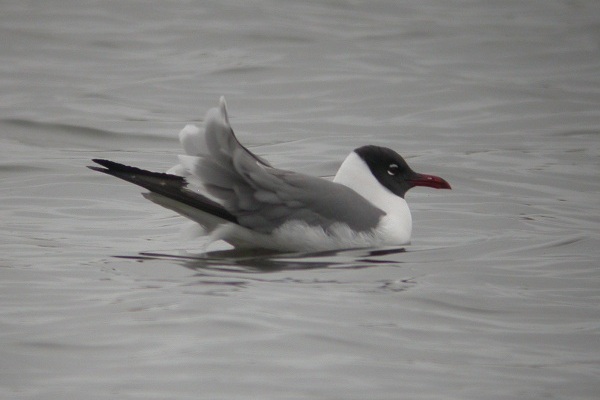 Laughing Gull