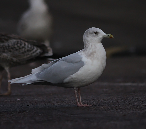 Iceland Gull