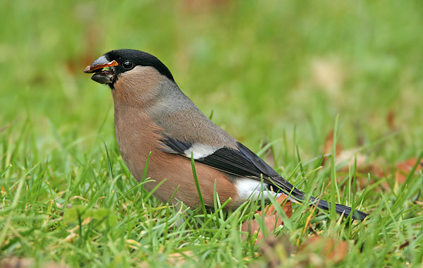 Bullfinch