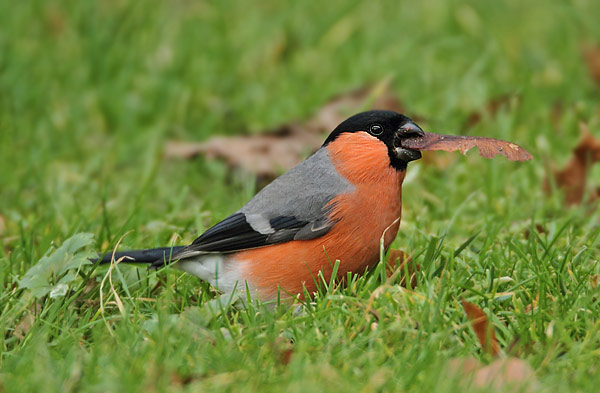 Bullfinch