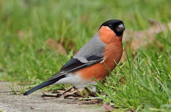 Bullfinch