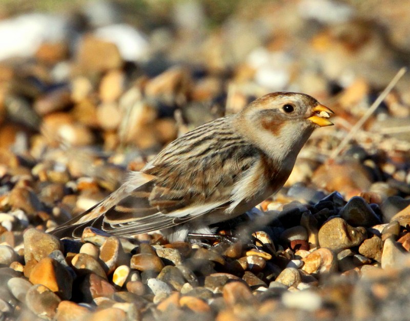 Snow Bunting
