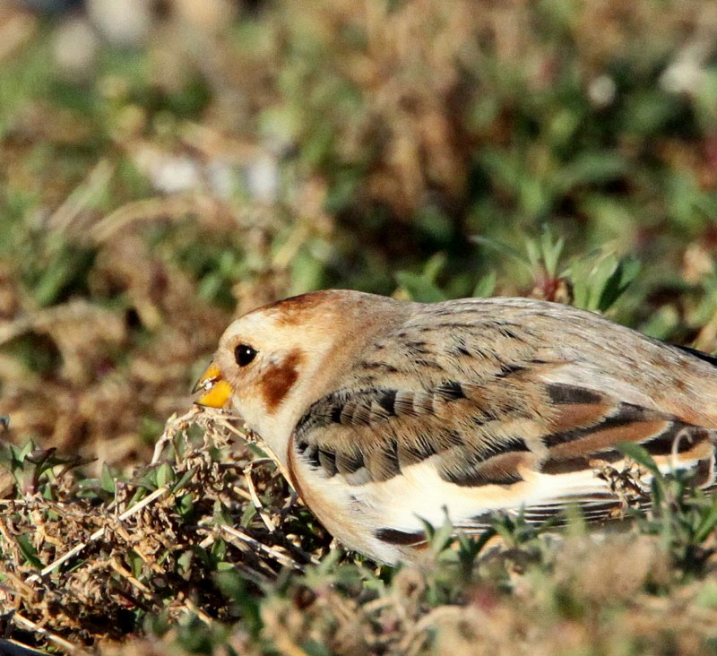 Snow Bunting