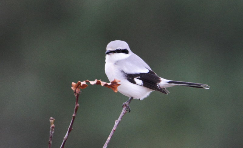 Great Grey Shrike