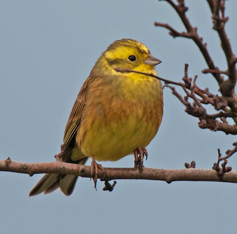 Yellowhammer