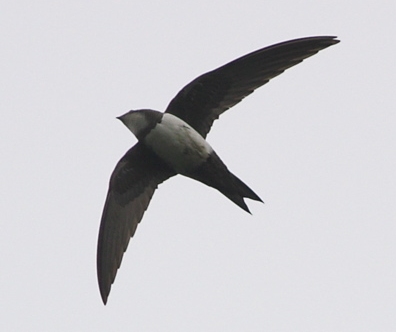 Alpine Swift
