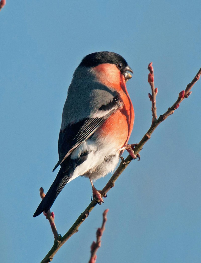Bullfinch