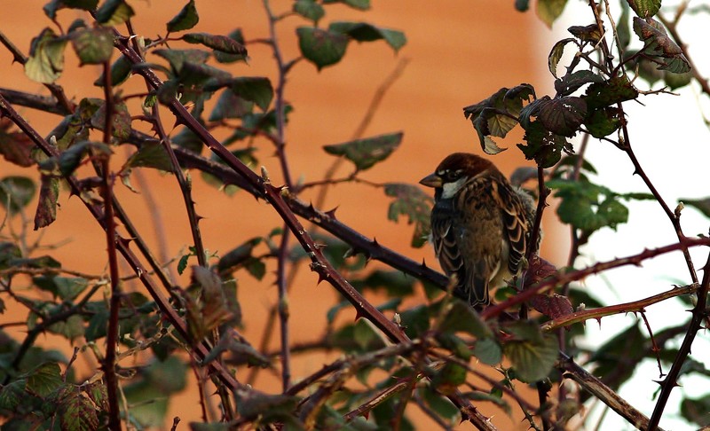Spanish Sparrow