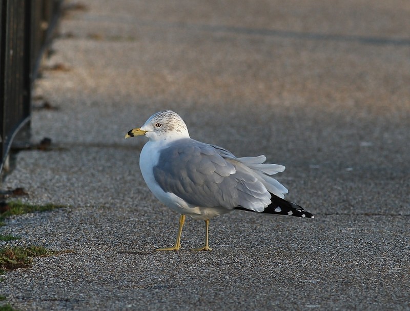 Ring-billed Gull