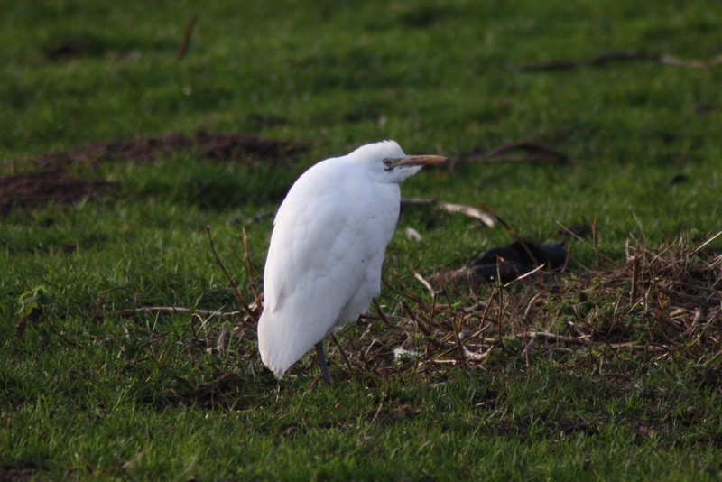 Cattle Egret
