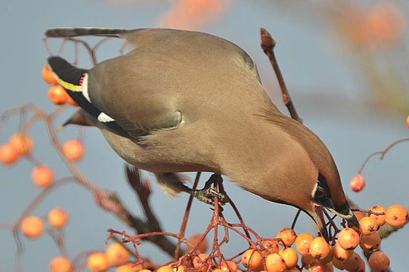 Waxwing